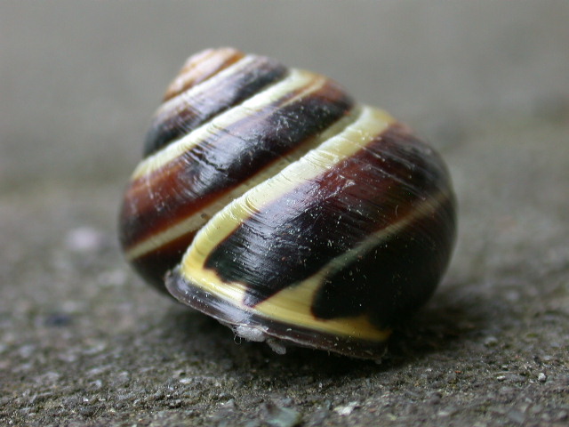 Cepaea (Cepaea) nemoralis (Linnaeus, 1758)